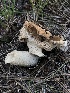  (Phallales - MO509149)  @11 [ ] CreativeCommons - Attribution Share-Alike (2023) Unspecified Arizona Mushroom Society