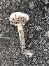  (Tulostoma cf. cretaceum - MO509699)  @11 [ ] CreativeCommons - Attribution Share-Alike (2023) Unspecified Arizona Mushroom Society