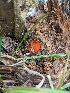  ( - MO511063)  @11 [ ] CreativeCommons - Attribution Share-Alike (2023) Unspecified Arizona Mushroom Society