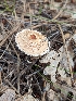  ( - MO511064)  @11 [ ] CreativeCommons - Attribution Share-Alike (2023) Unspecified Arizona Mushroom Society