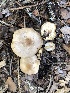  ( - MO528718)  @11 [ ] CreativeCommons - Attribution Share-Alike (2023) Unspecified Arizona Mushroom Society