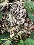  (Morchella americana - MO518459)  @11 [ ] CreativeCommons - Attribution Share-Alike (2023) Unspecified Arizona Mushroom Society