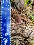  (Gymnopus cf. fuscopurpureus - MO525123)  @11 [ ] CreativeCommons - Attribution Share-Alike (2023) Unspecified Arizona Mushroom Society