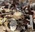  ( - MO547497)  @11 [ ] CreativeCommons - Attribution Share-Alike (2024) Unspecified Arizona Mushroom Society
