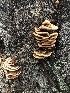  (Phaeolus - MO468773)  @11 [ ] CreativeCommons - Attribution Share-Alike (2024) Unspecified Arizona Mushroom Society