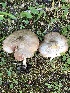  ( - MO528719)  @11 [ ] CreativeCommons - Attribution Share-Alike (2023) Unspecified Arizona Mushroom Society