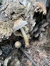  ( - MO532886)  @11 [ ] CreativeCommons - Attribution Share-Alike (2023) Unspecified Arizona Mushroom Society