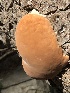  (Fomitopsis schrenkii - MO530013)  @11 [ ] CreativeCommons - Attribution Share-Alike (2023) Unspecified Arizona Mushroom Society