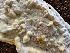  (Skeletocutis cf. odora - MO541406)  @11 [ ] CreativeCommons - Attribution Share-Alike (2024) Unspecified Arizona Mushroom Society