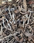  ( - MO547103)  @11 [ ] CreativeCommons - Attribution Share-Alike (2024) Unspecified Arizona Mushroom Society