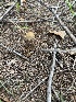  (Psathyrella hellebosensis - MO547456)  @11 [ ] CreativeCommons - Attribution Share-Alike (2024) Unspecified Arizona Mushroom Society