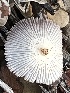  (Coprinellus sp. TAC575 - MO527839)  @11 [ ] CreativeCommons - Attribution Share-Alike (2023) Unspecified Arizona Mushroom Society