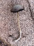  (Psathyrella bipellis - MO527841)  @11 [ ] CreativeCommons - Attribution Share-Alike (2023) Unspecified Arizona Mushroom Society