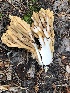  (Ramaria sp. TAC191 - MO468744)  @11 [ ] CreativeCommons - Attribution Share-Alike (2024) Unspecified Arizona Mushroom Society