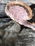  (Rhodofomes roseus - MO524243)  @11 [ ] CreativeCommons - Attribution Share-Alike (2023) Unspecified Arizona Mushroom Society