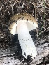 (Russula cf. firmula - MO524527)  @11 [ ] CreativeCommons - Attribution Share-Alike (2023) Unspecified Arizona Mushroom Society