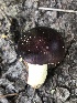 ( - MO528355)  @11 [ ] CreativeCommons - Attribution Share-Alike (2023) Unspecified Arizona Mushroom Society