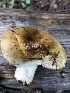  ( - MO527414)  @11 [ ] CreativeCommons - Attribution Share-Alike (2023) Unspecified Arizona Mushroom Society