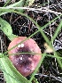  (Russula cf. fragilis - MO526128)  @11 [ ] CreativeCommons - Attribution Share-Alike (2023) Unspecified Arizona Mushroom Society