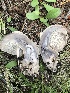  (Sarcodon scabripes - MO469028)  @11 [ ] CreativeCommons - Attribution Share-Alike (2024) Unspecified Arizona Mushroom Society