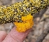  ( - MO546458)  @11 [ ] CreativeCommons - Attribution Share-Alike (2024) Unspecified Arizona Mushroom Society