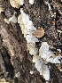  (Stereum - MO513479)  @11 [ ] CreativeCommons - Attribution Share-Alike (2023) Unspecified Arizona Mushroom Society