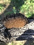  (Phellinus badius - MO513483)  @11 [ ] CreativeCommons - Attribution Share-Alike (2023) Unspecified Arizona Mushroom Society