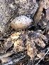  (Myriostoma cf. coliforme - MO513485)  @11 [ ] CreativeCommons - Attribution Share-Alike (2023) Unspecified Arizona Mushroom Society