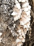  (Schizophyllum commune - MO514745)  @11 [ ] CreativeCommons - Attribution Share-Alike (2023) Unspecified Arizona Mushroom Society