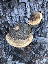  (Pyrofomes - MO515874)  @11 [ ] CreativeCommons - Attribution Share-Alike (2023) Unspecified Arizona Mushroom Society