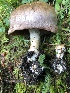  (Phlegmacium sp. TAC247 - MO469030)  @11 [ ] CreativeCommons - Attribution Share-Alike (2023) Unspecified Arizona Mushroom Society
