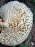  (Neofavolus - MO499695)  @11 [ ] CreativeCommons - Attribution Share-Alike (2023) Unspecified Arizona Mushroom Society