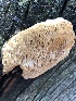  (Antrodia juniperina - MO516026)  @11 [ ] CreativeCommons - Attribution Share-Alike (2023) Unspecified Arizona Mushroom Society