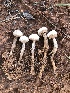  (Tulostoma fimbriatum - MO517454)  @11 [ ] CreativeCommons - Attribution Share-Alike (2023) Unspecified Arizona Mushroom Society