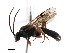  (Erromenus punctulatus - 07PROBE-20597)  @15 [ ] CreativeCommons - Attribution (2009) Unspecified Centre for Biodiversity Genomics