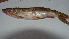  (Hepsetidae - BNF 315)  @13 [ ] Copyright (2010) C. Nwani 2010 Unspecified