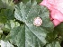  (Malva parviflora (A - BAHMP046000215)  @11 [ ] Unspecified (default): All Rights Reserved (2015) Dr. Thuraya A. Al-Mansoori University of Bahrain