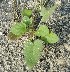  (Erodium glaucophyllum (B - BAHMP049000215)  @11 [ ] Unspecified (default): All Rights Reserved (2015) Dr. Thuraya A. Al-Mansoori University of Bahrain