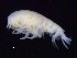  (Lepidepecreellidae - MNA03451)  @11 [ ] Copyright (2016) Unspecified Italian National Antarctic Museum