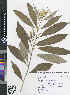  (Rauvolfia serpentina - CMPR8780)  @11 [ ] Copyright (2020) Centre for Medicinal Plants Research-Arya Vaidya Sala Centre for Medicinal Plants Research