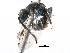  (Lasioglossum cf. latum - CCDB-06733 H05)  @11 [ ] CreativeCommons - Attribution (2016) CBG Photography Group Centre for Biodiversity Genomics