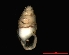  (Carychium exiguum - 1322b_USA_NewYork)  @14 [ ] Copyright (2010) A. M. Weigand 2009 Goethe University