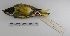  (Melanodera melanodera - MACN-Or-ct 209)  @14 [ ] Copyright (2012) MACN Museo Argentino de Ciencias Naturales "Bernardino Rivadavia"