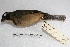  (Saltator aurantiirostris - MACN-Or-ct 1003)  @14 [ ] Copyright (2014) MACN Museo Argentino de Ciencias Naturales, Bernardino Rivadavia