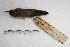  (Oreotrochilus leucopleurus - MACN-Or-ct 1007)  @13 [ ] Copyright (2014) MACN Museo Argentino de Ciencias Naturales, Bernardino Rivadavia