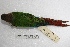  (Pyrrhura molinae - MACN-Or-ct 1117)  @14 [ ] Copyright (2014) MACN Museo Argentino de Ciencias Naturales, Bernardino Rivadavia
