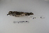  (Muscisaxicola albilora - MACN-Or-ct 1285)  @12 [ ] Copyright (2012) MACN Museo Argentino de Ciencias Naturales "Bernardino Rivadavia"