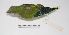  (Myiopsitta monachus - MACN-Or-ct 1717)  @14 [ ] Copyright (2012) MACN Museo Argentino de Ciencias Naturales "Bernardino Rivadavia"