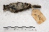  (Camptostoma obsoletum - MACN-Or-ct 1816)  @13 [ ] Copyright (2014) MACN Museo Argentino de Ciencias Naturales, Bernardino Rivadavia
