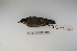  (Muscisaxicola maclovianus - MACN-Or-ct 2645)  @13 [ ] Copyright (2012) MACN Museo Argentino de Ciencias Naturales "Bernardino Rivadavia"